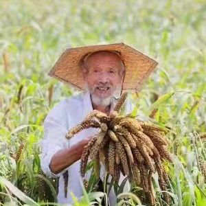 小米成长